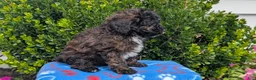 Mixed Breed dogs for sale: Dakota - Ad 6