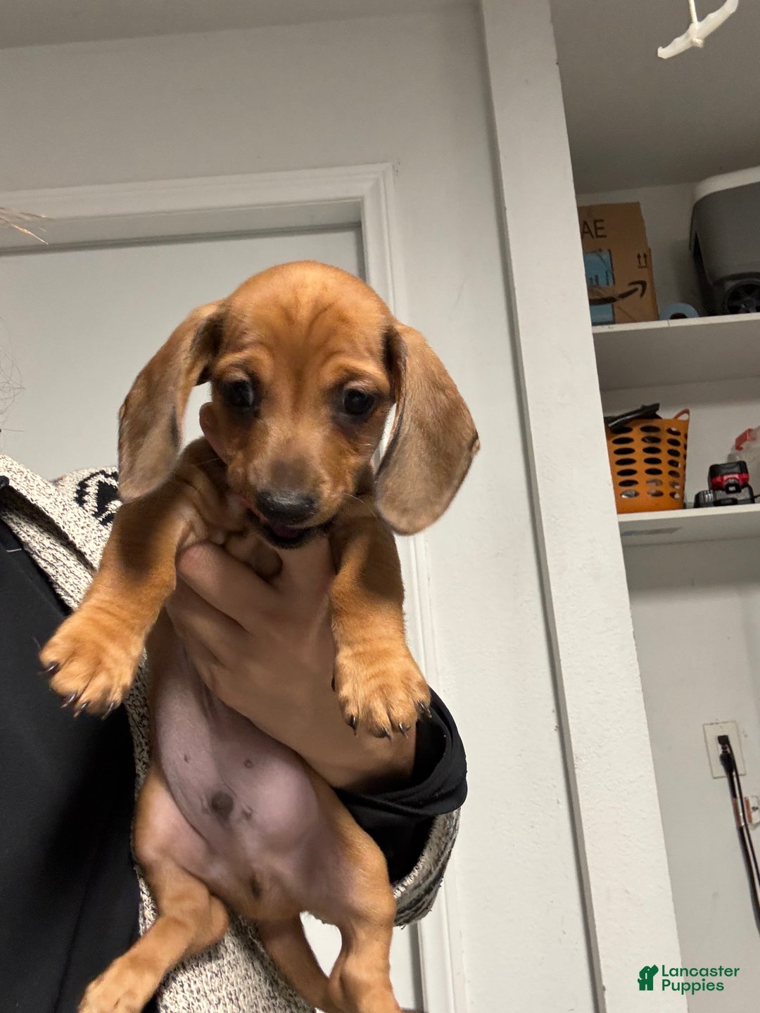 Dachshund dogs for sale: Dachshund Puppy 1 - Ad 2