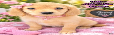 Willow Female Mini Golden Retriever