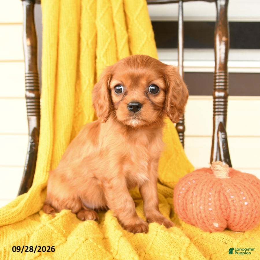 Cavalier King Charles Spaniel dogs Penny - Ad 2