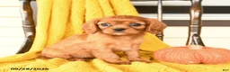 Cavalier King Charles Spaniel dogs for sale: Penny - Ad 2