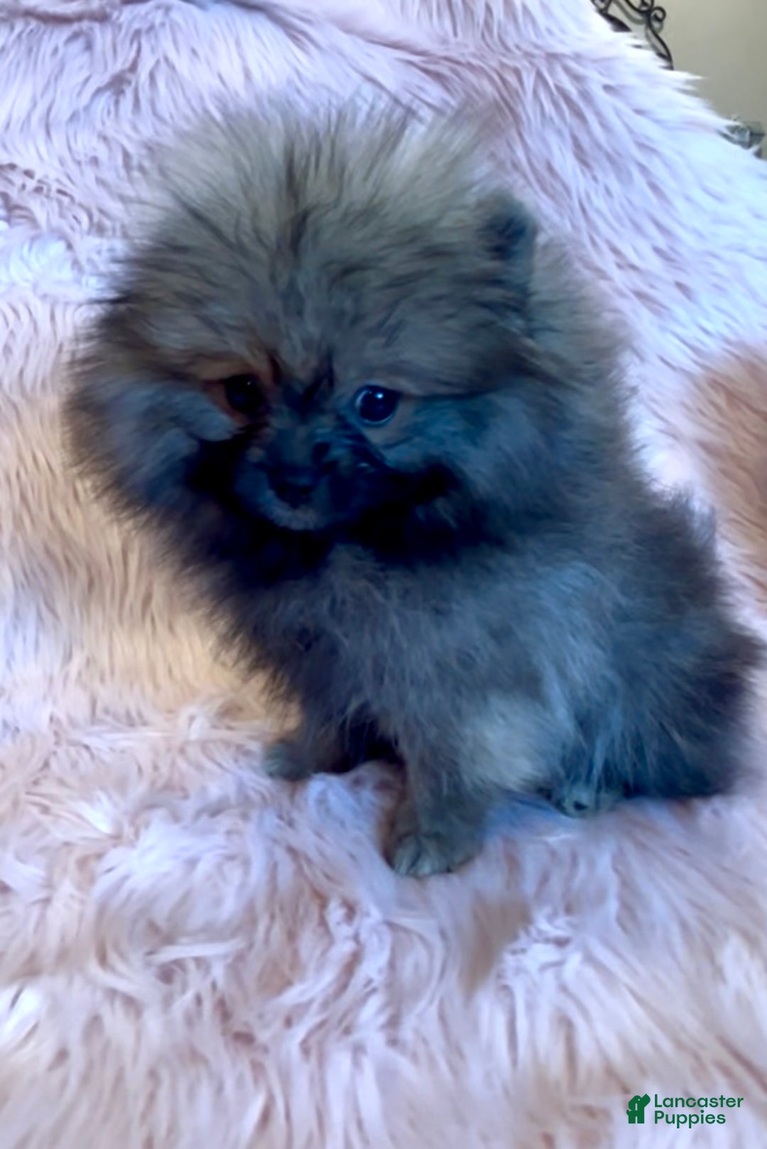 Pomeranian dogs for sale: Penny AKC Registered FULL RIGHTS - Ad 17