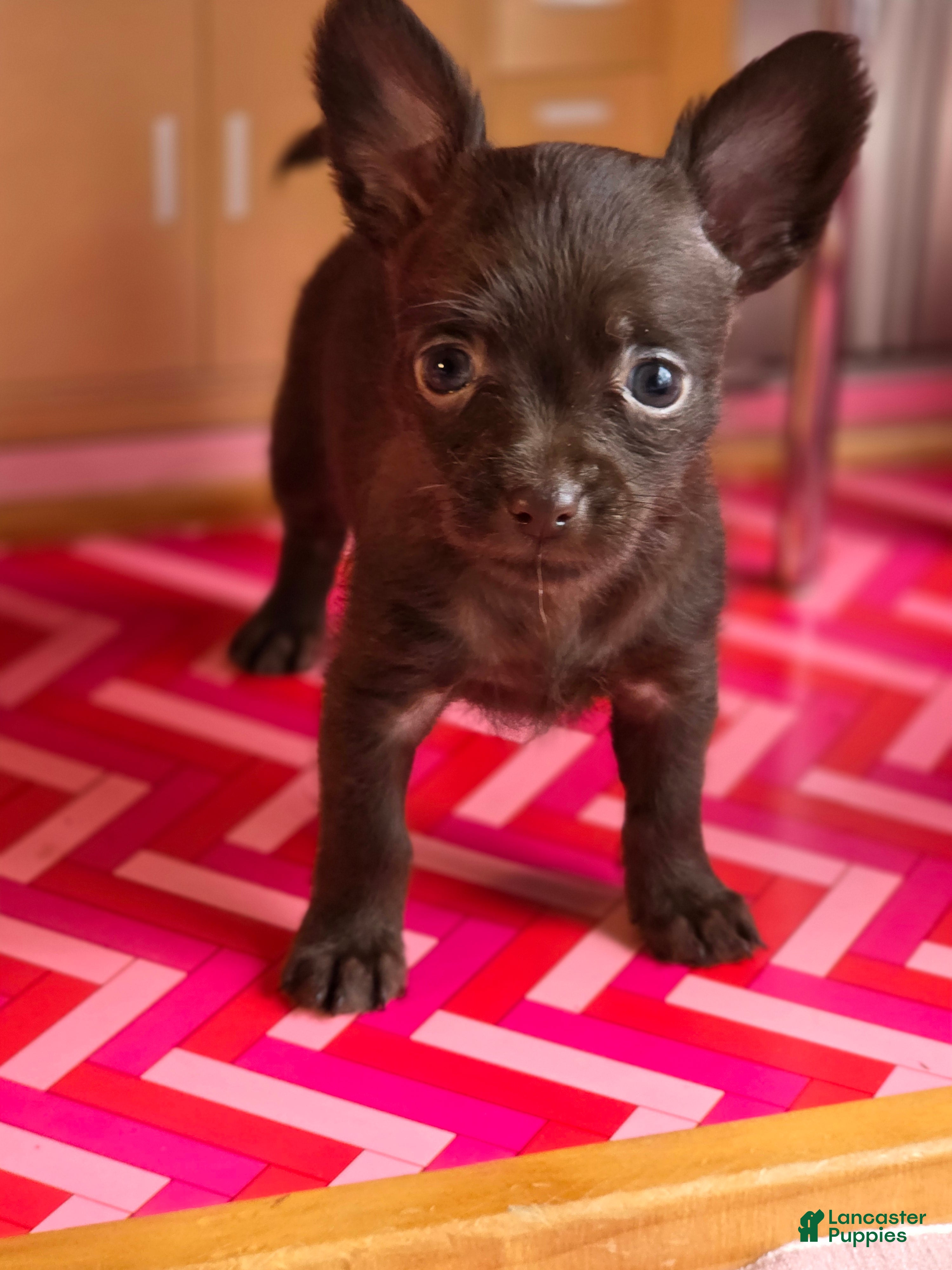 Mixed Breed dogs Lady Godiva  - Ad 1