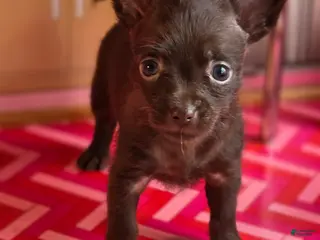 Mixed Breed dogs for sale: Lady Godiva - Ad 4