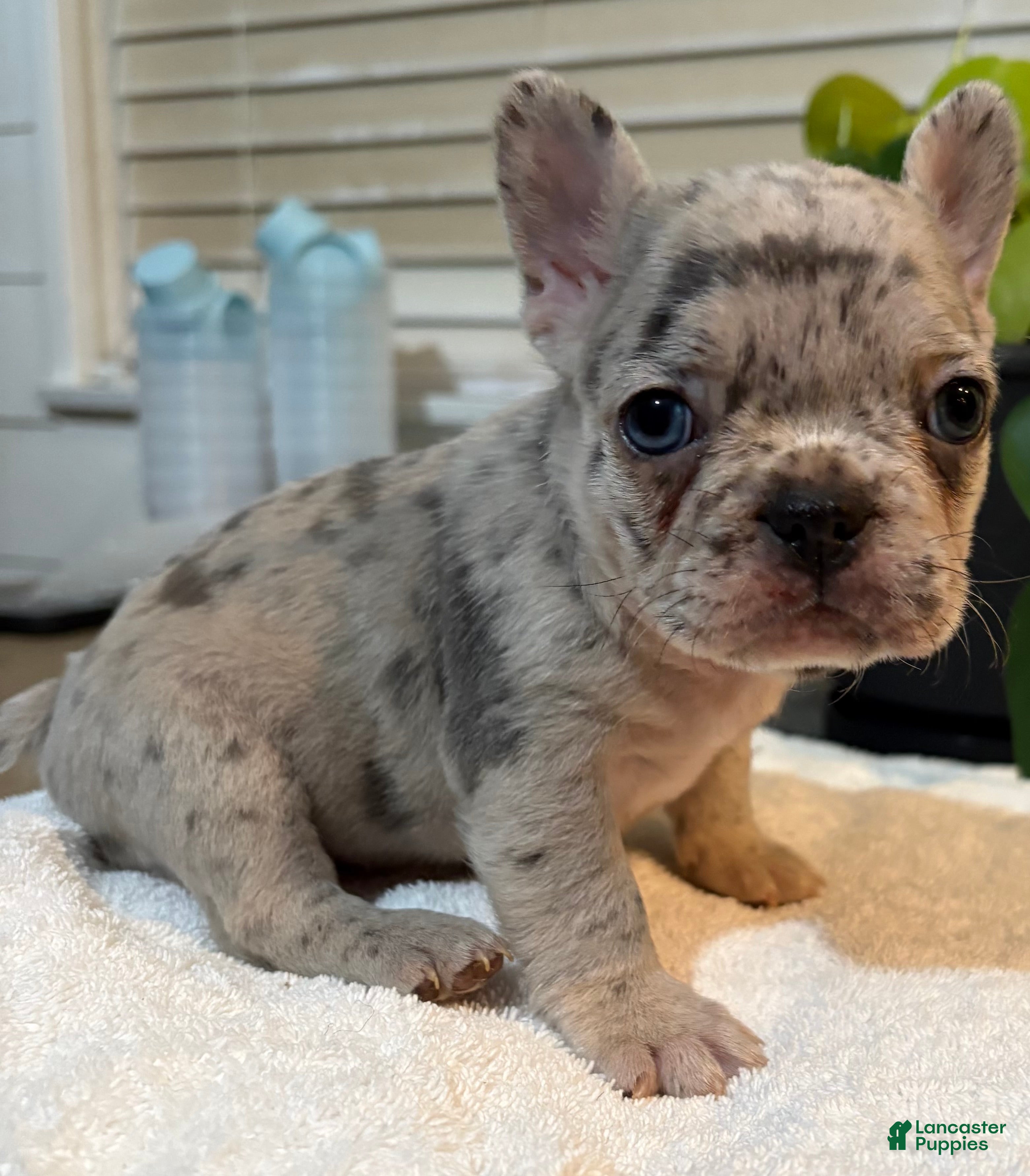 French Bulldog dogs Skye - Ad 20