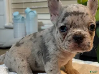 French Bulldog dogs Skye - Ad 20