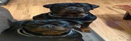 Rottweiler dogs for sale: Ruby - Ad 16