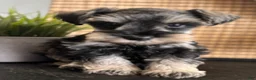 Miniature Schnauzer dogs for sale: Max - Ad 6