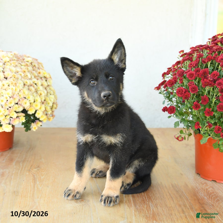 Mixed Breed dogs for sale: Granger - Ad 1