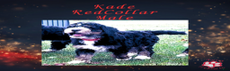 Mini Bernedoodle dogs for sale: Kade “Red Collar” Male - Ad 7