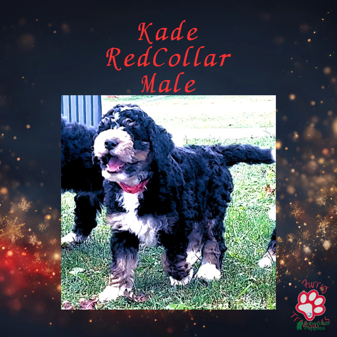 Mini Bernedoodle dogs for sale: Kade “Red Collar” Male - Ad 7