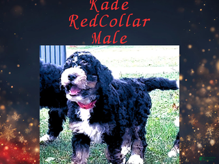 Mini Bernedoodle dogs - Ad 2