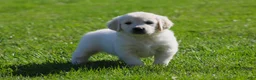 Golden Retriever dogs for sale: Leslie - Ad 1
