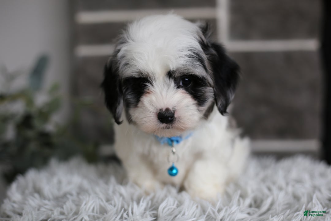 Maltipoo dogs for sale: Sapphire - Ad 3