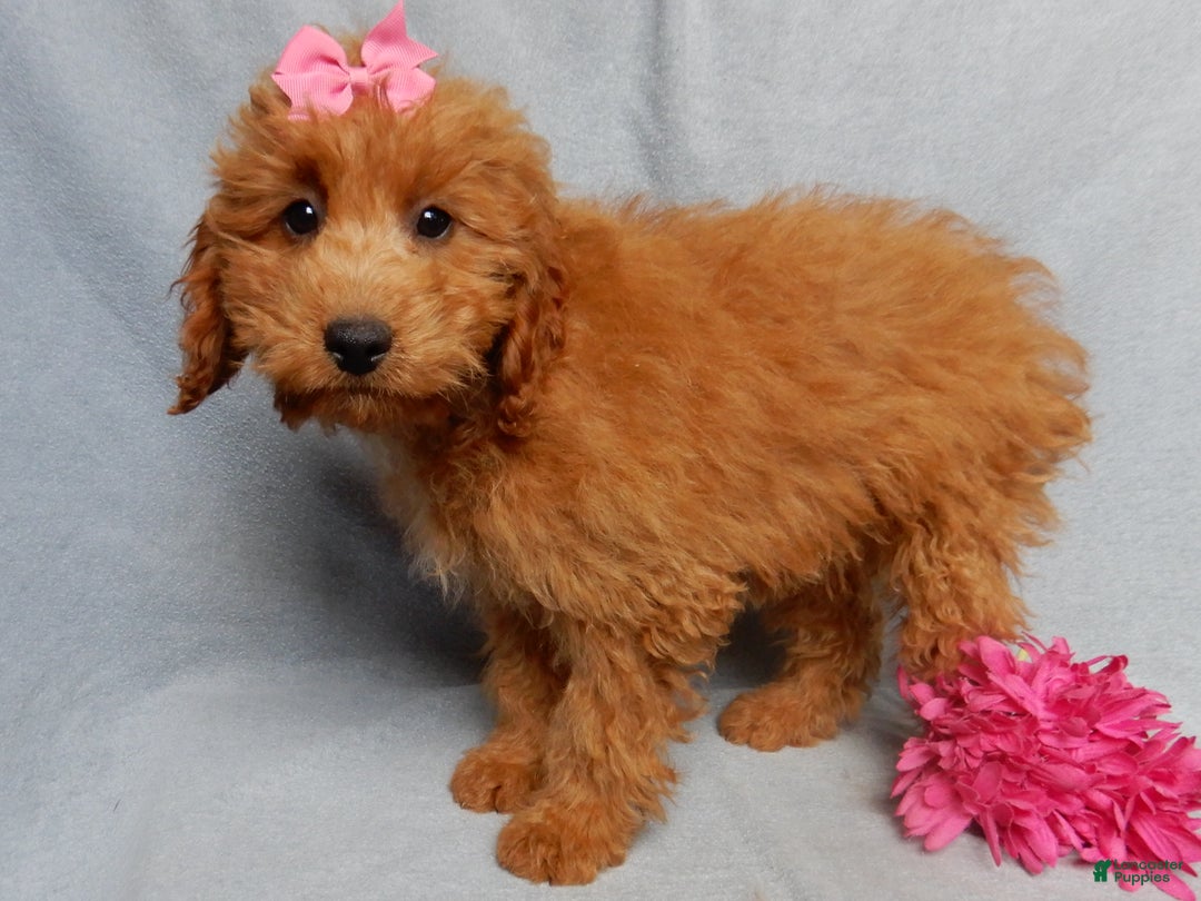 Mini Goldendoodle dogs for sale: Laci - Ad 4
