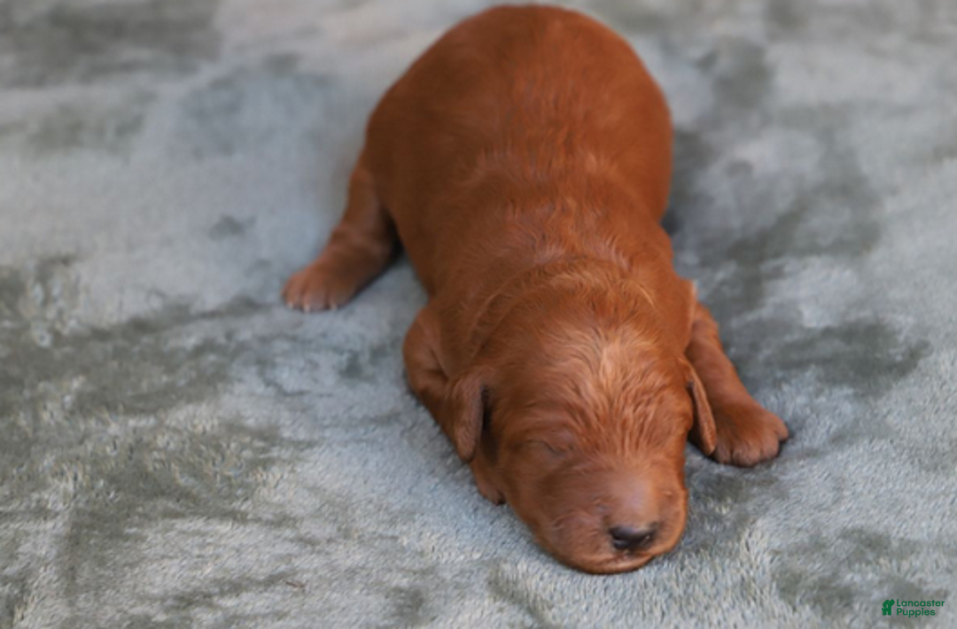 Goldendoodle dogs for sale: Finnick - Ad 6