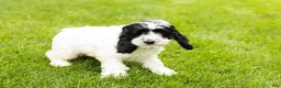 Cockapoo dogs for sale: Jesse - Ad 3
