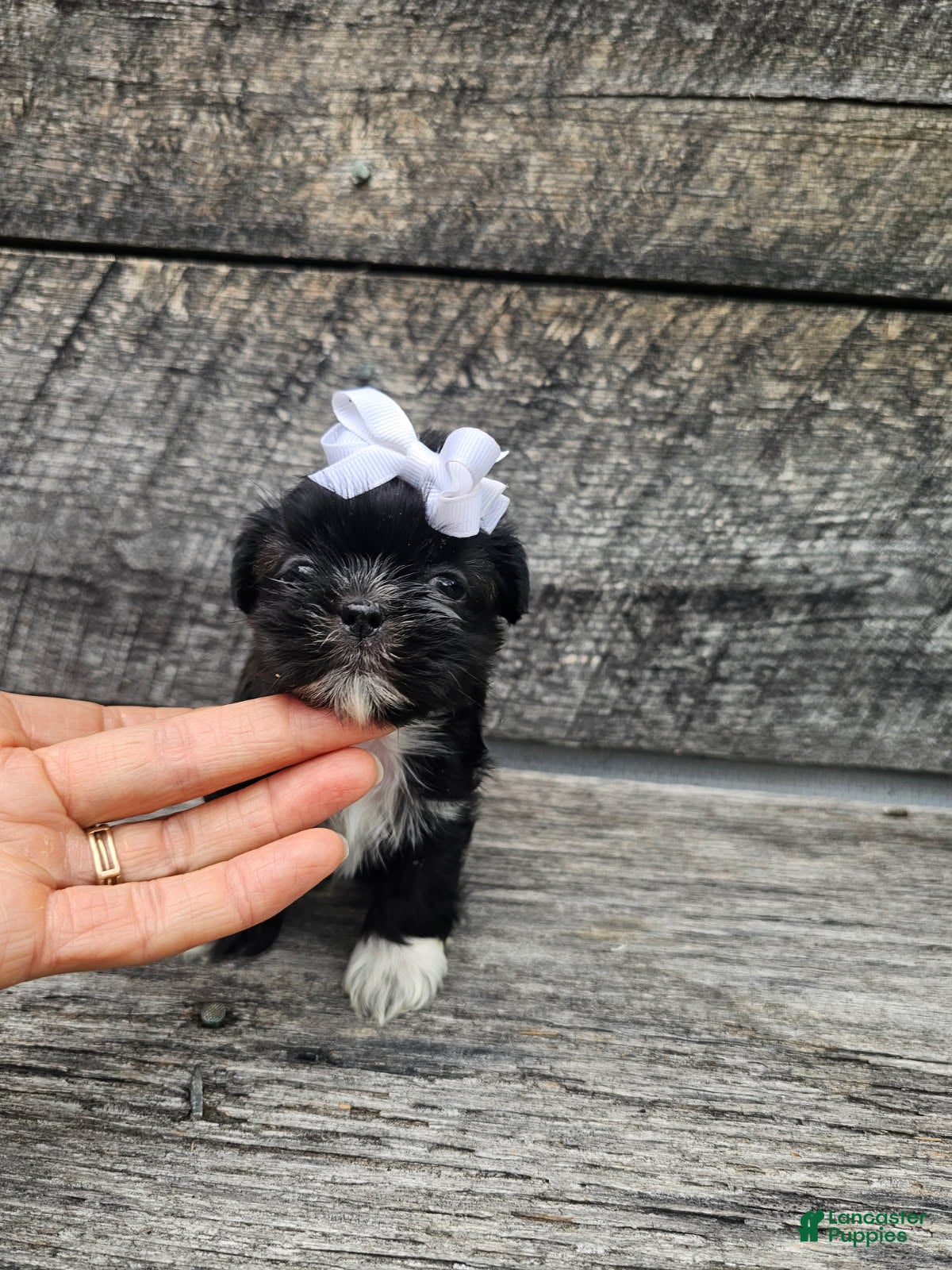 Shih Tzu dogs Jenny - Ad 1