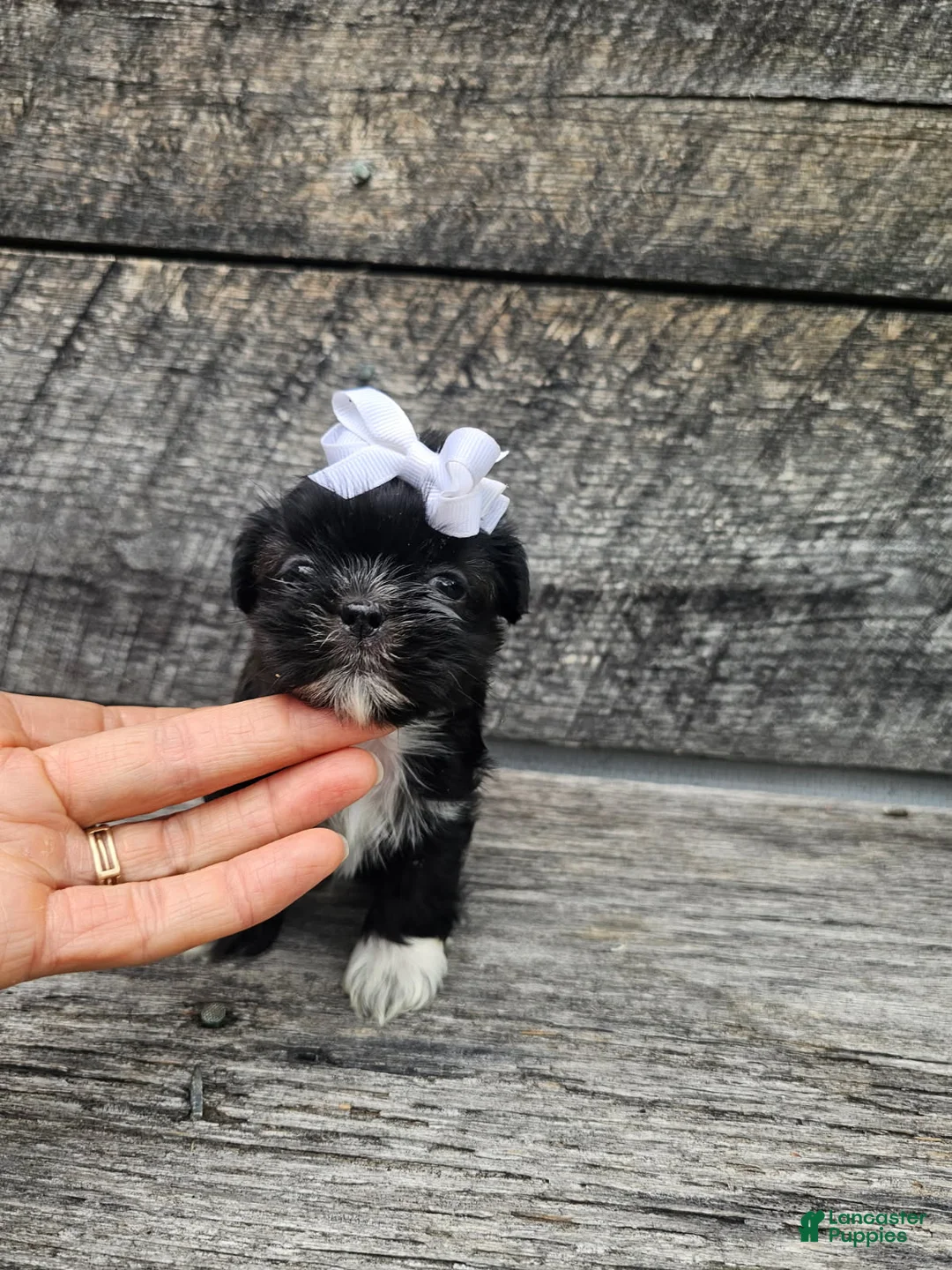 Shih Tzu dogs for sale: Jenny - Ad 1