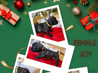 Cane Corso dogs Cane Corso Female Puppy Joy - Ad 42