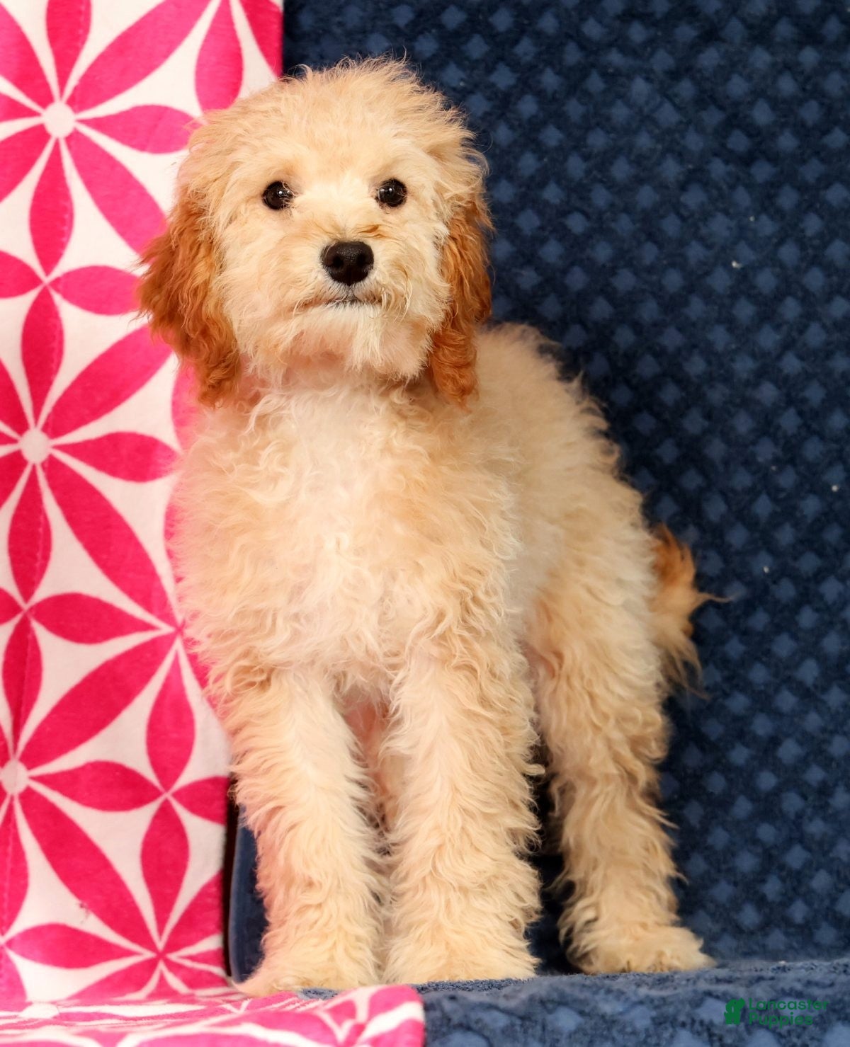 Cavapoo dogs Alicia - Ad 1