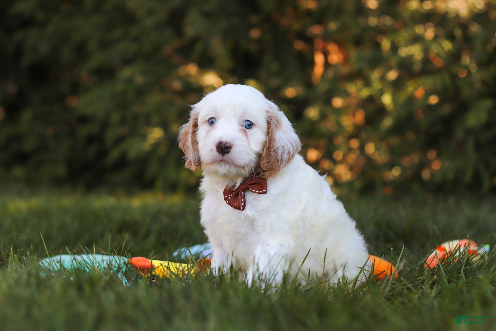 Cavapoo dogs for sale: Irving (Two Blue eyes) - Ad 1