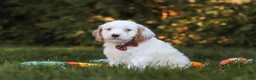Cavapoo dogs for sale: Irving  - Ad 5