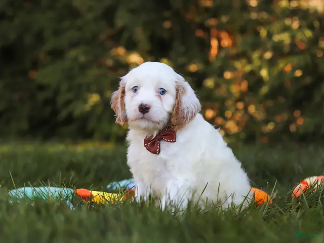 Cavapoo dogs for sale: Irving (Two Blue eyes) - Ad 1