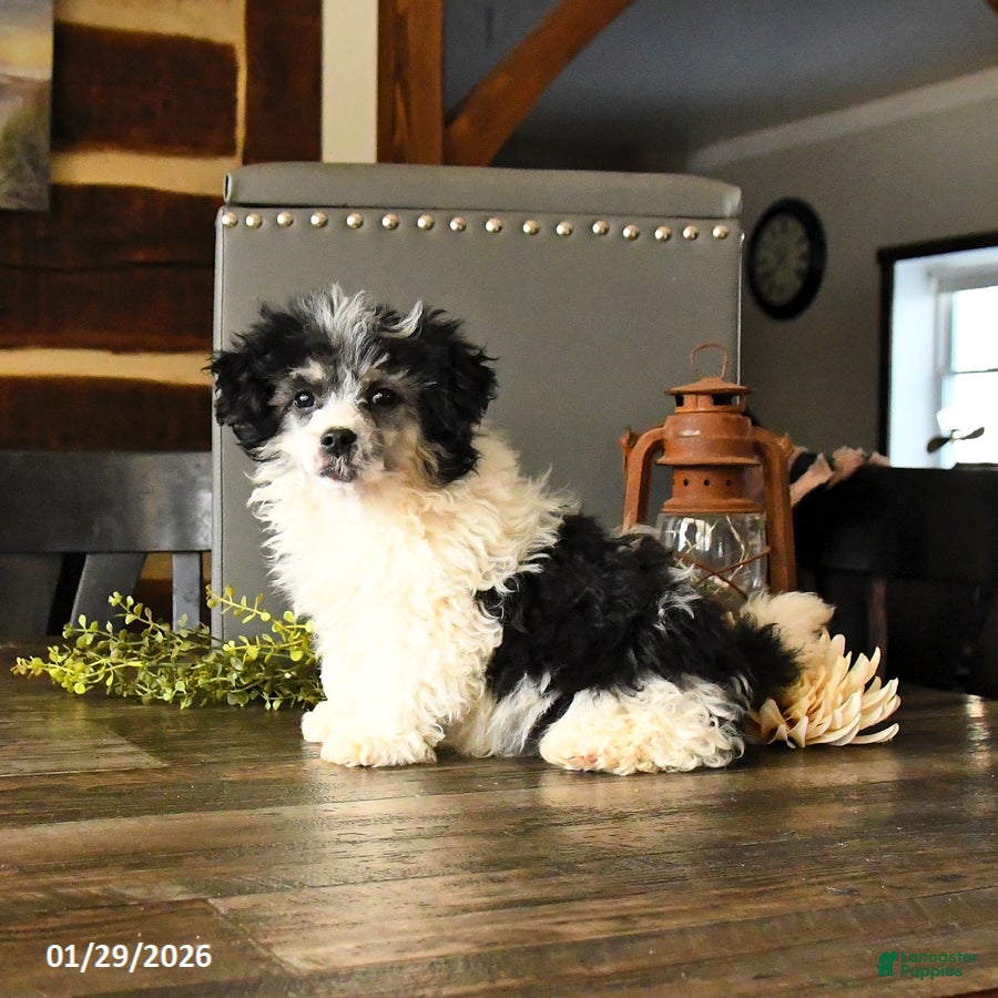 Shihpoo dogs Grover - Ad 2