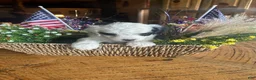 Sheepadoodle dogs for sale: John  - Ad 4