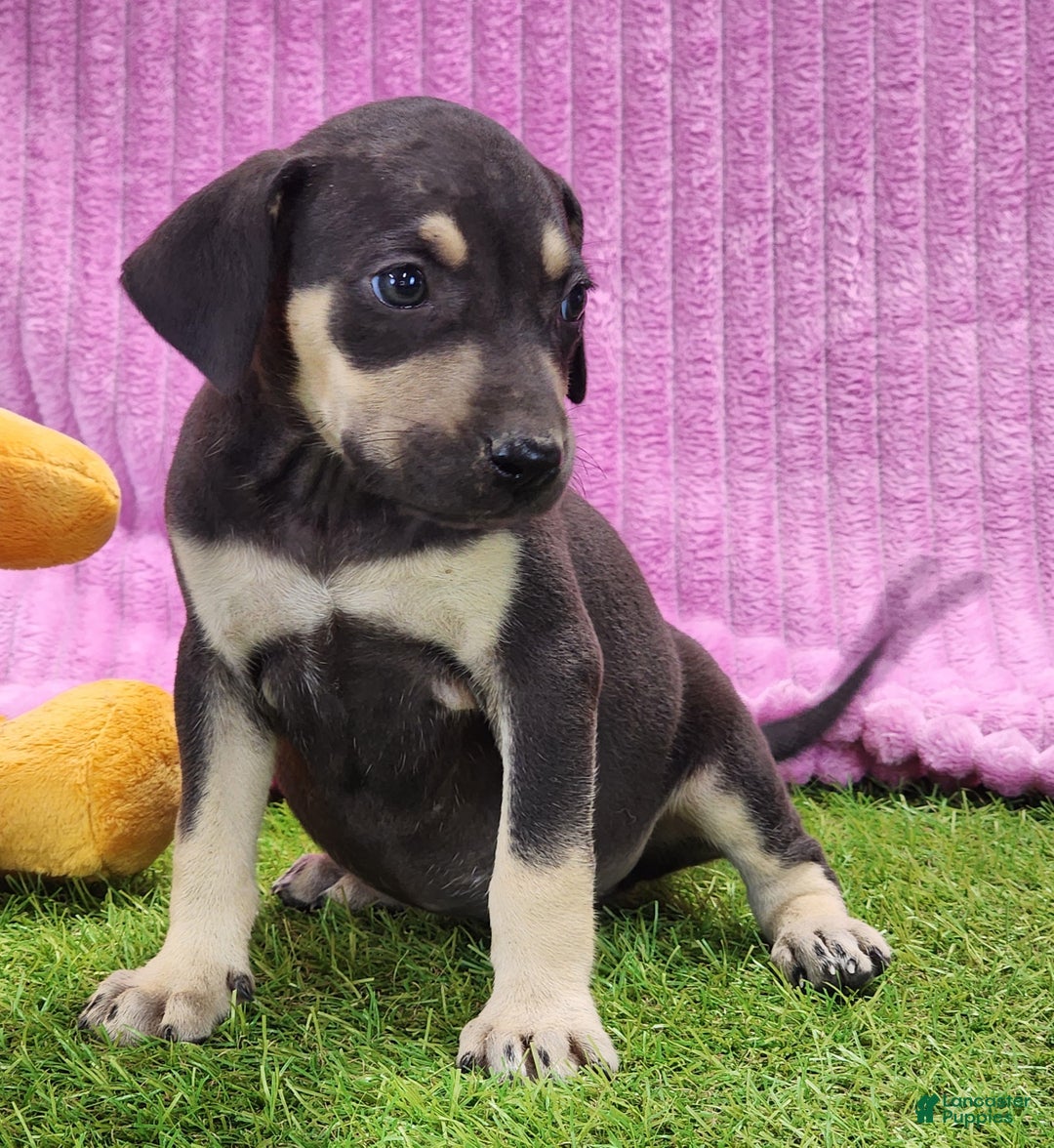 Catahoula Leopard Dog dogs for sale: Tess 2025 Female 1 - Ad 6