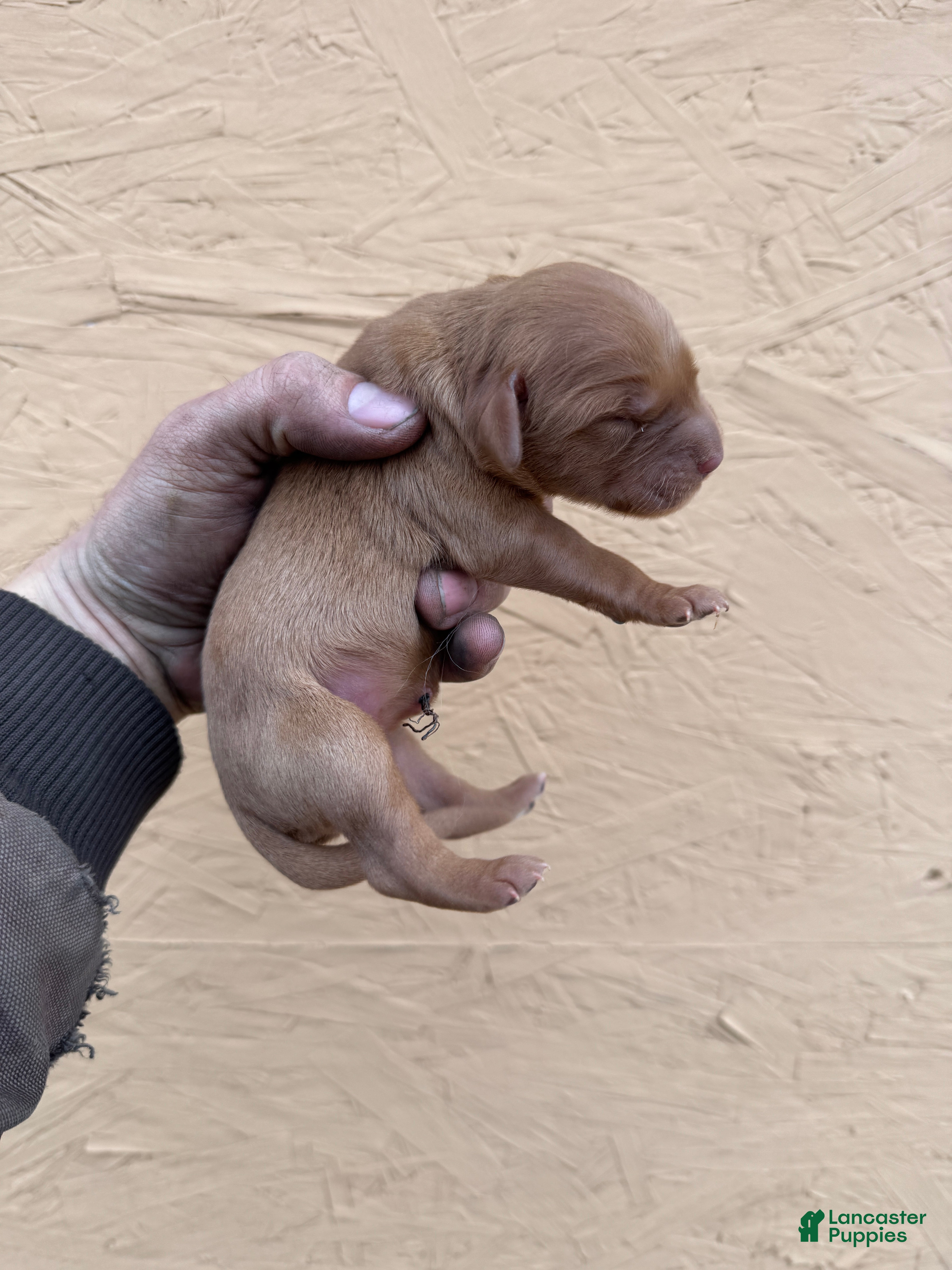 Golden Retriever dogs May - AKC, Genetically Clear - Ad 6