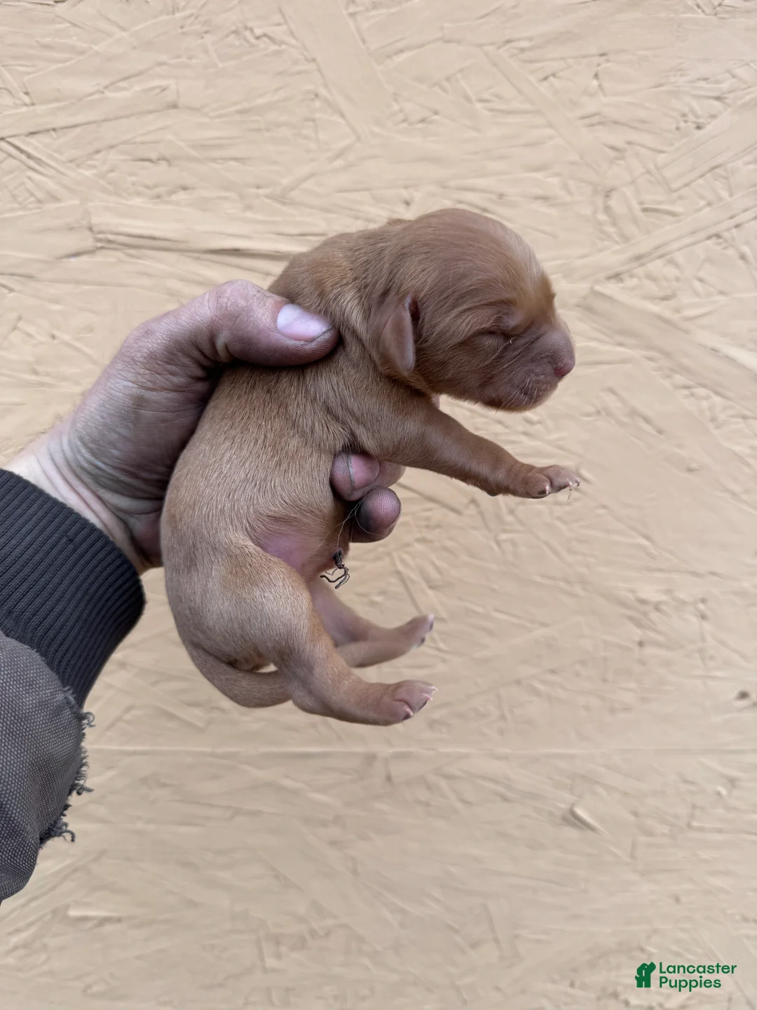 Golden Retriever dogs for sale: May - AKC, Genetically Clear - Ad 1