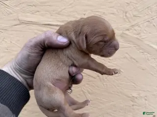 Golden Retriever dogs May - AKC, Genetically Clear - Ad 6