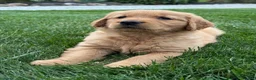 Golden Retriever dogs for sale: Zena - Ad 3