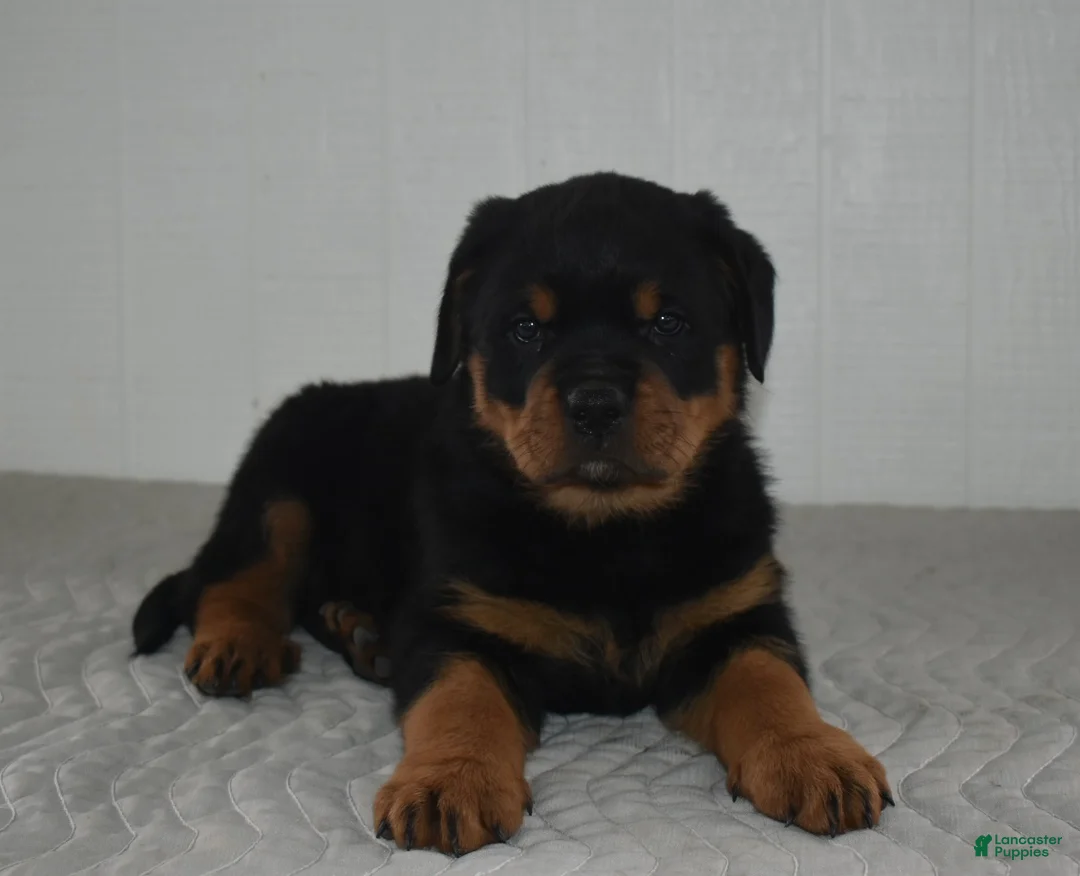 Rottweiler dogs for sale: Riley - Ad 4