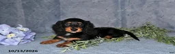 Miniature Dachshund dogs for sale: Summer - Ad 4
