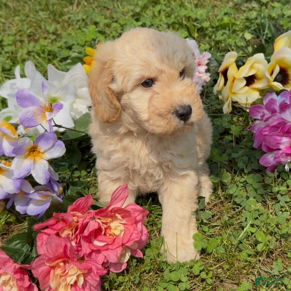 Mini Goldendoodle dogs Cinnamon  - Ad 2