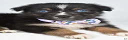 Australian Shepherd dogs for sale: Beverly  - Ad 8