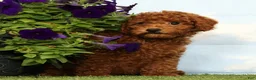 Miniature Poodle dogs for sale: Kennedy - Ad 3