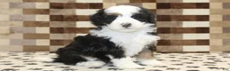 Mini Bernedoodle dogs for sale: Larry - Ad 1