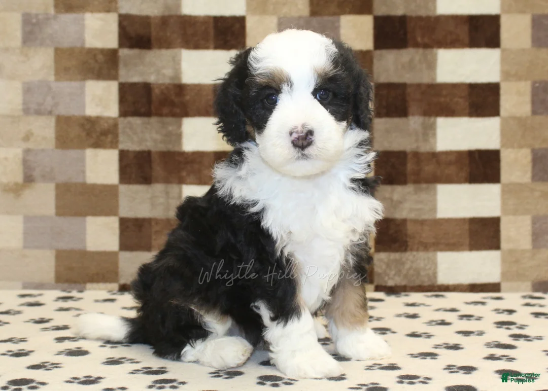 Mini Bernedoodle dogs for sale: Larry - Ad 1