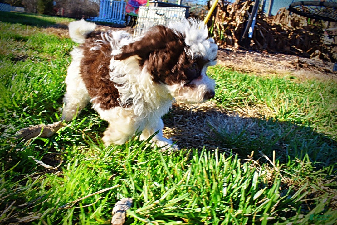 Havapoo dogs for sale: Simba - Ad 24