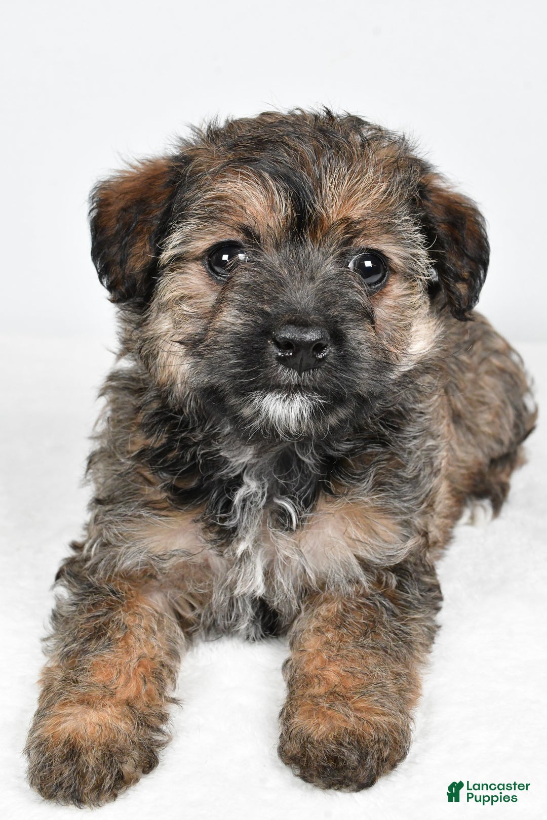 Yorkiepoo dogs for sale: Noelle - Ad 9