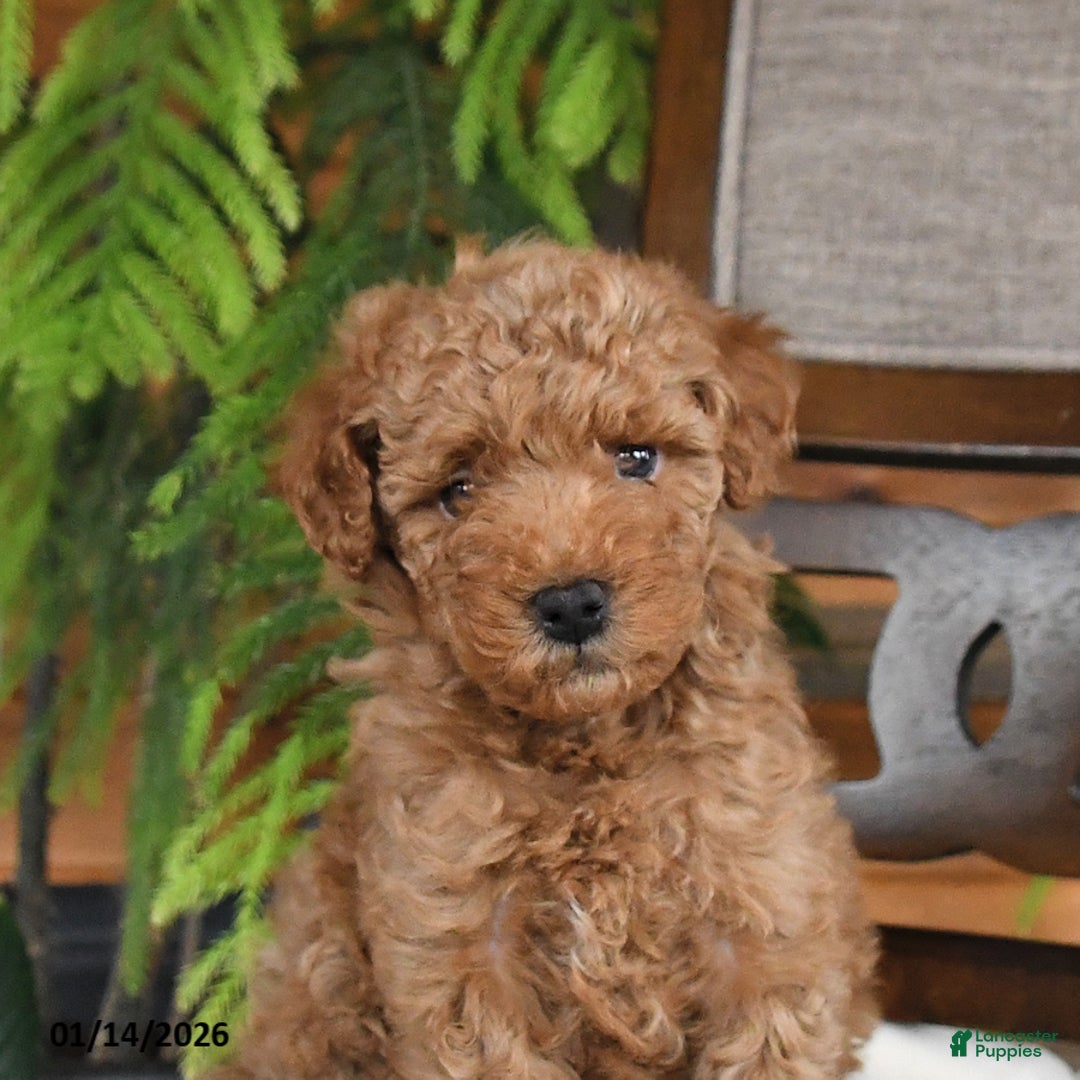 Maltipoo dogs for sale: Jordan - Ad 4