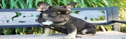 French Bulldog dogs for sale: Mochi - Ad 5