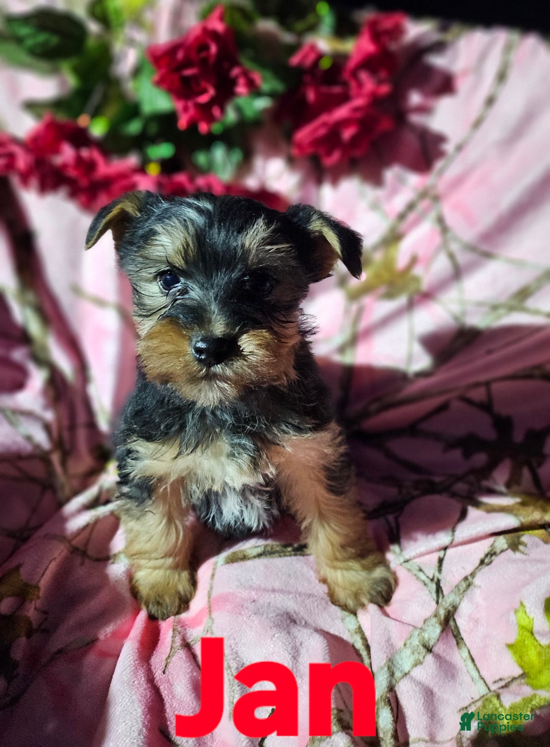 Morkie dogs for sale: Jan - Ad 8