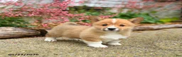 Welsh Corgi Pembroke dogs for sale: Pogo - Ad 2