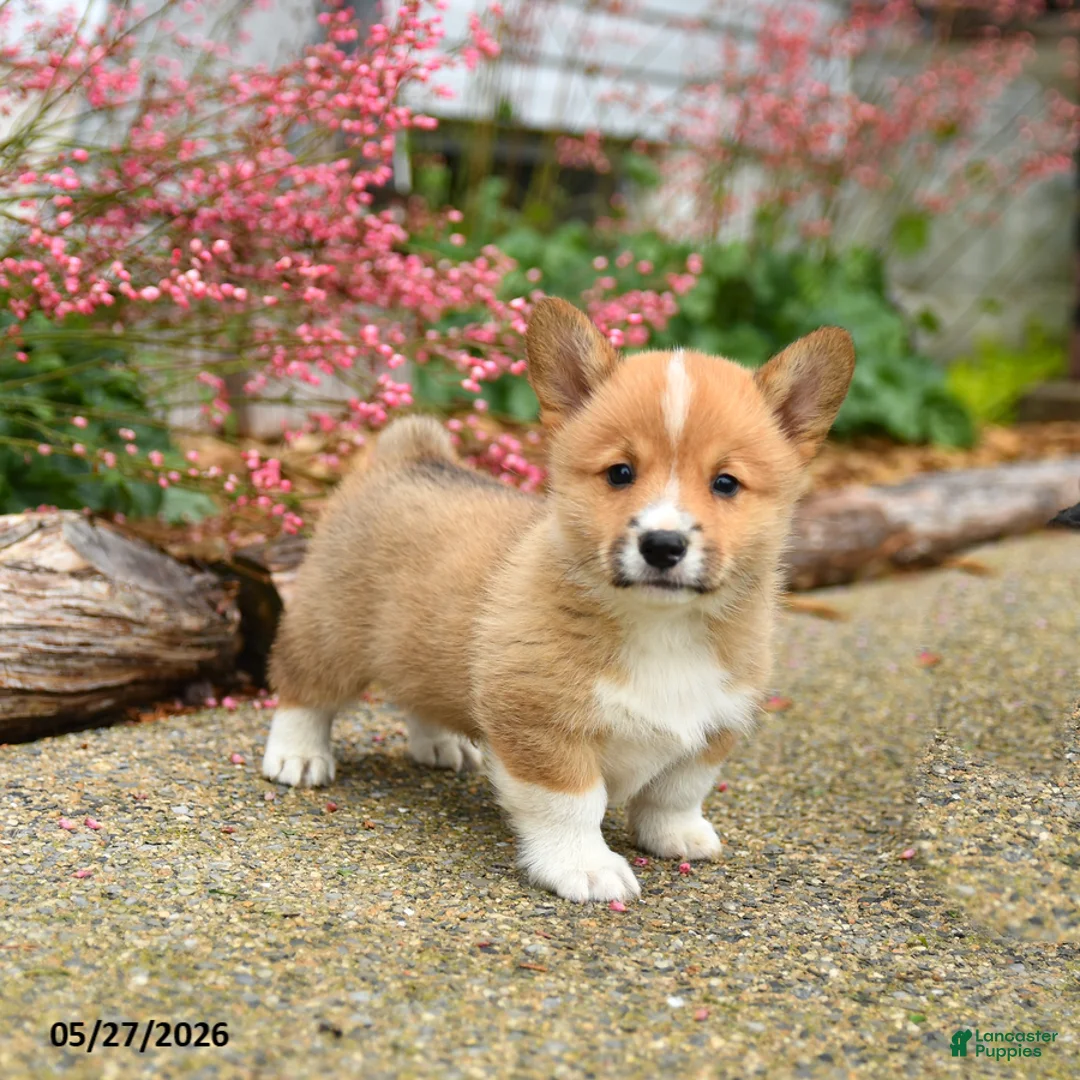 Welsh Corgi Pembroke dogs for sale: Pogo - Ad 2