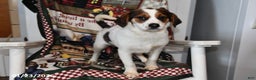 Mixed Breed dogs for sale: Bentley - Ad 2
